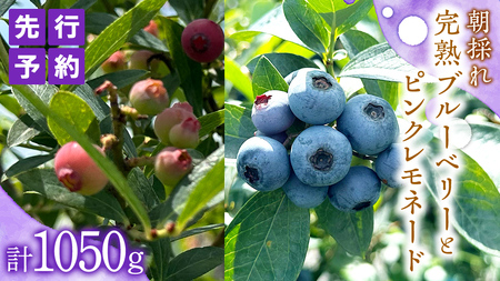 ≪先行予約≫【 数量限定 】 朝採れ 完熟 ブルーベリー 700g と ピンクレモネード 350g の 詰合せ セット 食べ比べ (1パックあたり 350g ) 【 2026年 6月上旬頃より発送開始 】