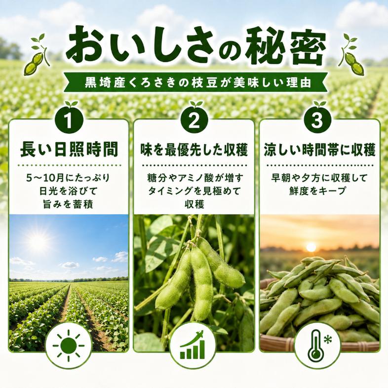 くろさきの枝豆 1kg【9月初旬～10月中旬配送】 新潟県黒埼産 朝どり生枝豆