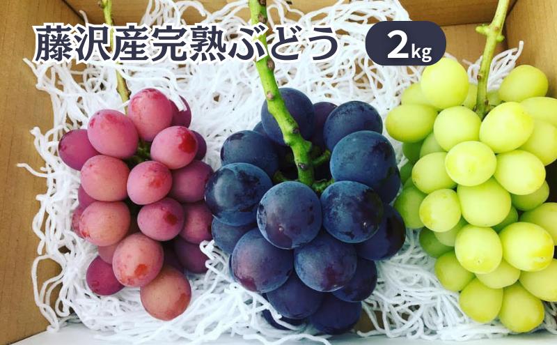 
            【8月下旬発送】完熟旬のぶどう おまかせ 約2kg 3房～4房 朝摘み ぶどう 葡萄 くだもの 果物 フルーツ 旬のフルーツ 藤稔 ふじみのり シャインマスカット クイーンニーナ BKシードレス 涼香 マスカットノワール ぶどう budou 鈴木園 神奈川 湘南 藤沢
          