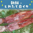 【ふるさと納税】山陰直送 刺身用白イカ 700g（3～6杯）　※北海道、沖縄、一部離島への配送不可 | 魚介類 水産 食品 人気 おすすめ 送料無料