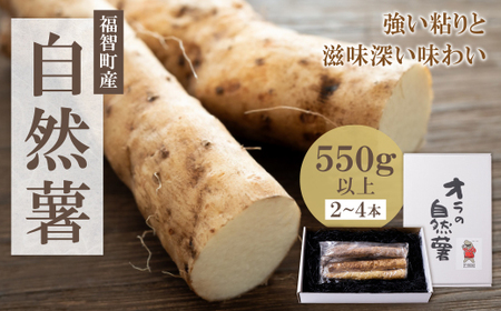 W19-02 【福智町産】オラの自然薯(カットもの 550g以上） じねんじょ とろろ 山芋 野菜 グルメ 取り寄せ ご当地 特産 産地 直送人気 オススメ
