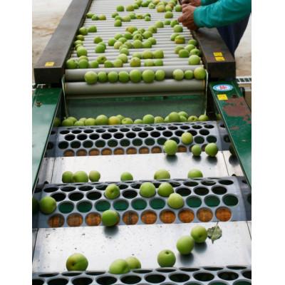 ふるさと納税 高野町 2025/6月より発送【梅干し・梅酒用】紀州和歌山の熟南高生梅2LorL-2kg |  | 03