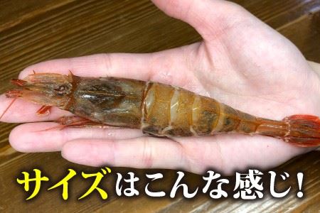 【福井名物】ガサエビ（ガスエビ）刺身用 とやまに特製しょうゆセット [A-4374]