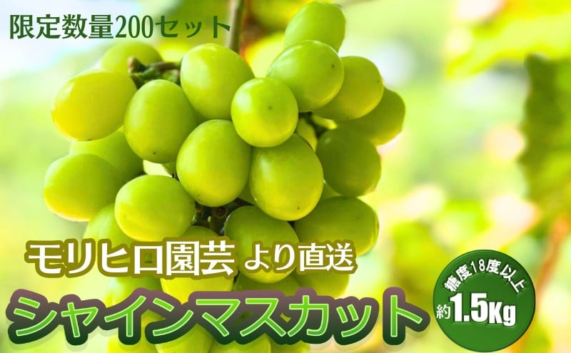 
            数量限定 モリヒロ園芸が育てたシャインマスカット 約1.5kg（2房） フルーツ ぶどう
          