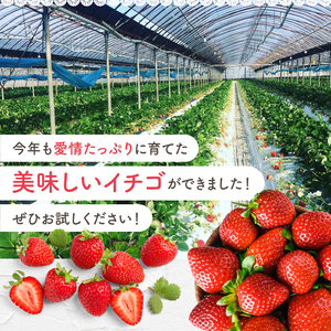【定期便2回】 旬のいちご 約1000g