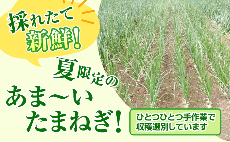 【2026年夏発送】富良野産 白玉ねぎ 雪景色 約5kg （約15～25玉）新玉ねぎ 野菜 甘い 新鮮 直送 玉ねぎ 玉葱 サラダ 北海道 富良野 幕田農園