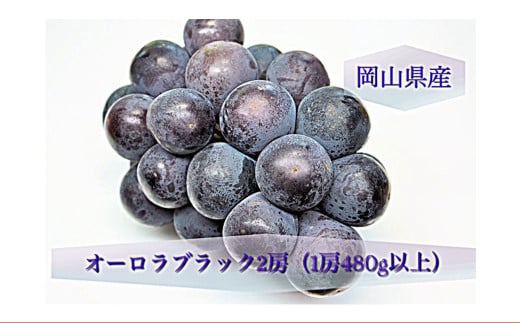 オーロラブラック 2房 （1房480g以上） 化粧箱入り 【2025年8月下旬～9月下旬まで発送予定】 ／ 葡萄 ぶどう 果物 果実 フルーツ 岡山県 美咲町 冷蔵