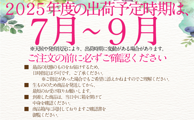 2025年予約受付中 シャインマスカット 晴王 7月8月9月に1回づつ出荷  3回 定期便 2房 1.4kg 人気 岡山県産 種無し 皮ごと食べる みずみずしい  フレッシュ 晴れの国 おかやま 果物