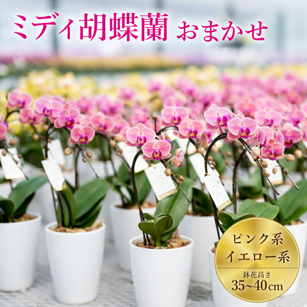 【ふるさと納税】ミディ胡蝶蘭 おまかせ 35～40鉢 4号 2本立ち ピンク系 イエロー系 胡蝶蘭 コチョウラン こちょうらん プレゼント ギフト 観賞用 蘭 らん ラン 植物 花 九州産 熊本県産 戸馳産 山本洋蘭
