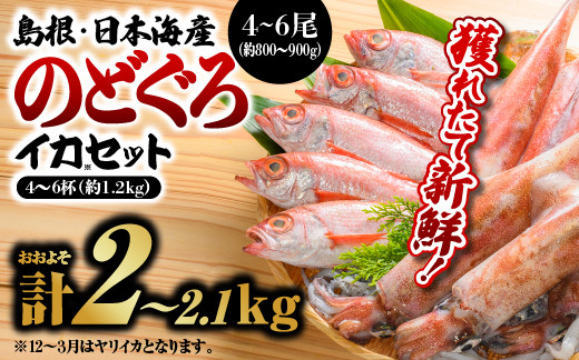 
                  【先行受付】 鮮魚セットB【のどぐろ4～6尾(約800g～900g)・イカ4～6杯(約1.2kg)】 2026年9月以降順次発送 ｜ 送料無料 のどぐろ イカ 島根 山陰 日本海産 魚介類 魚貝類 海産 海産物 魚 さかな いか ノドグロ 鮮魚 剣先イカ ヤリイカ 下処理済 煮付け 焼き魚 厳選｜【YM-2】
                