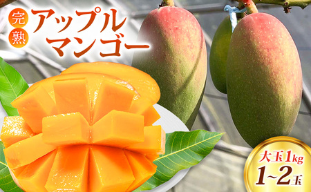 マンゴー 完熟 アップルマンゴー 1kg (大玉1～2玉) 果物