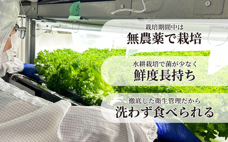 ＜洗わず食べられる・室内水耕栽培＞ フリルレタス 4袋(80~110g/袋) | レタス 洗わずに食べられる ﾚﾀｽ 新鮮レタス オーガニック野菜 無農薬 ﾚﾀｽ 野菜直送 フレッシュ サラダ用野菜 