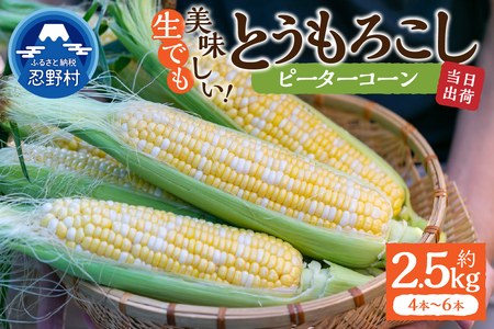 【2026年先行予約】富士北麓忍野村の気候、水、自然で作られた朝採りトウモロコシ【ピーターコーン】 （約2.5kg）