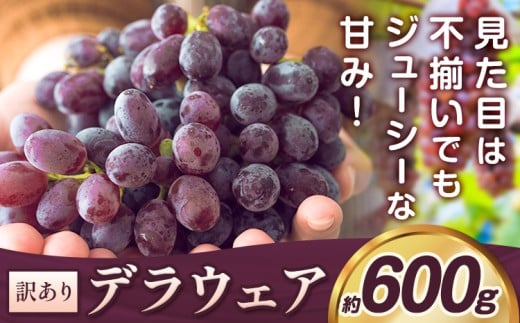デラウェア ぶどう 訳あり ご家庭用 約600g《2026年7月上旬-8月上旬頃出荷》大阪府 羽曳野市 送料無料 ブドウ 葡萄 フルーツ 果物 羽曳野市産 一大産地 青果 お取り寄せフルーツ