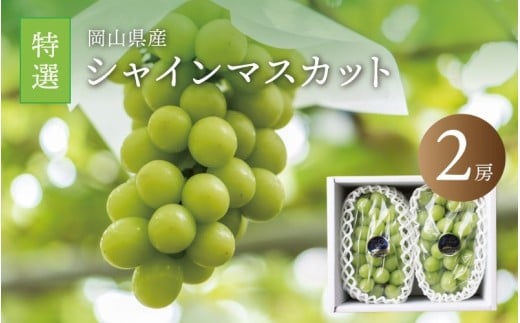 真庭市産 シャインマスカット 特選大房２房 / (2025年9月中旬以降発送予定) ぶどう 岡山 真庭 大粒 葡萄 シャインマスカット 果物 フルーツ ブドウ 人気 数量限定 皮ごと マスカット 産地直送 新鮮 数量限定 岡山名産 定番 ギフト 贈答用 【shine02】