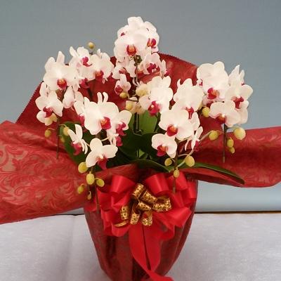 ふるさと納税 糸田町 【厳選】胡蝶蘭ピンクストロベリー5本立 |  | 02