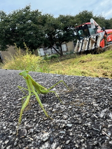 】【射水市】【田中農産】【土づくり農業】【射水の美味しいお米】R7年産ミルキークイーン5kg【精米】 ※2025年9月下旬～10月下旬頃に順次発送予定 ※離島への配送不可