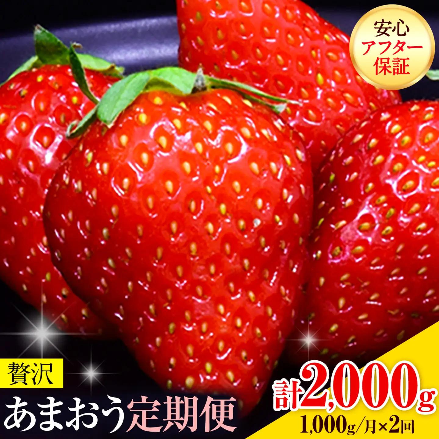 【2ヶ月定期便】あまおう 1000g いちご