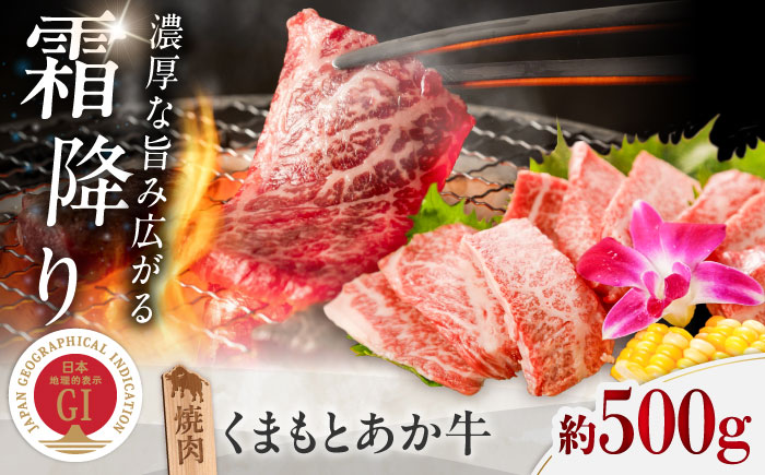 GI認証 くまもとあか牛 焼肉 約500g / 霜降り 高品質 あか牛 牛肉 熊本県 菊陽町【菊陽町(阿蘇牧場)】 [BHAZ024]