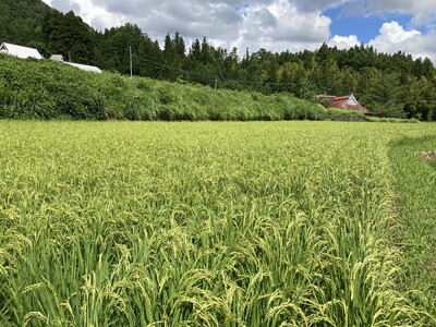 【R7年産新米】石墨清流米 特別栽培米 コシヒカリ 10kg ｜ 減化学肥料 減農薬 令和7年度産 愛媛県久万高原町 米 ※離島への配送不可 ※2025年10月上旬頃より順次発送予定