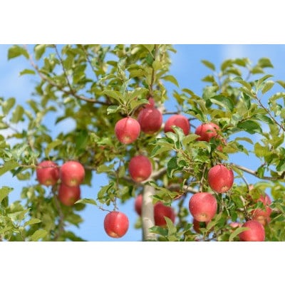 【26年4月出荷予定】紅玉 約10kg おもてなし用 CA貯蔵 クール便【配送不可地域：離島・沖縄県】