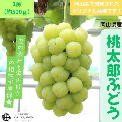 
                  【2027年発送】岡山県産桃太郎ぶどう　1房・約500g(クール便)_桃太郎ぶどう 500g 1房 クール便 高級ぶどう 種無し ぶどう 葡萄 ブドウ 果物 くだもの フルーツ 岡山県 津山市 産直 産地直送 ギフト プレゼント 送料無料【1614358】
                