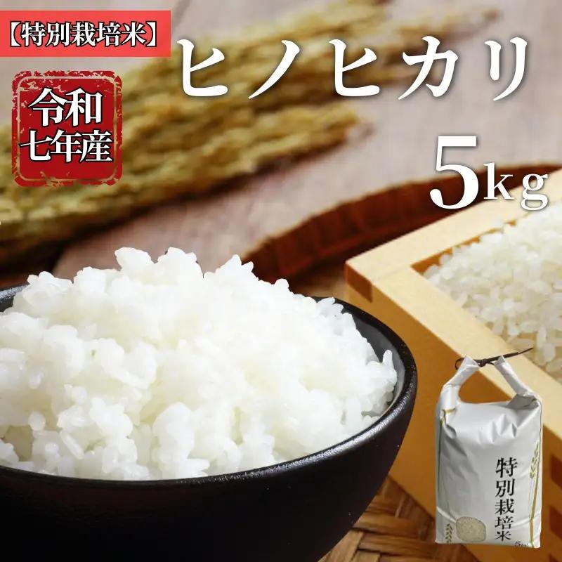 お米 令和7年産 5kg ヒノヒカリ 特別栽培米  先行予約  【2025年11月以降発送】 精米 米 こめ コメ 白米 ごはん ライス 愛媛 伊予市｜C149