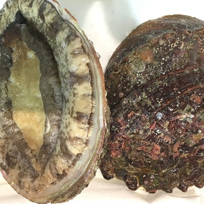 【ふるさと納税】八幡浜発!竹中水産の「アワビ三昧大サイズ」400g(鯛もしくはアジとセット)【F22-214】_ あわび 鮑 アワビ アジかタイ 選べる セット 海鮮 刺身 冷蔵 活き 鮮魚 グルメ 魚介 BBQ キャンプ アウトドア 【配送不可地域：離島・北海道・沖縄県】【1043110】