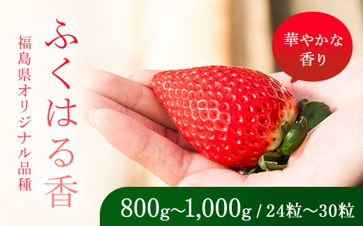 【先行予約】香りが強い！福島県オリジナル品種「ふくはる香」 約800g～1000g（24粒～30粒） いちご イチゴ 苺 福島県 鏡石町 鏡石農遊園 F6Q-526