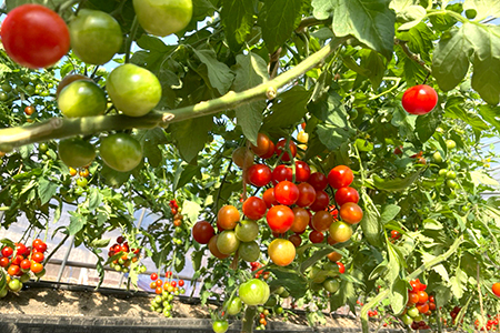 【朝どり直送】高糖度ミニトマト「宝玉丸」200g×8パック 計1.6kg
