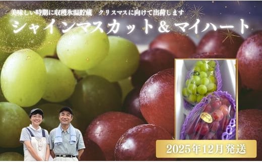 
            No.1142ぶどう　シャインマスカット＆マイハート２房詰め合わせ　化粧箱入【2025年12月発送】
          