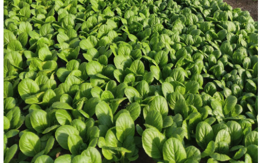 近江農家野菜詰め合わせセット３kg～８kg【FM03SM2】