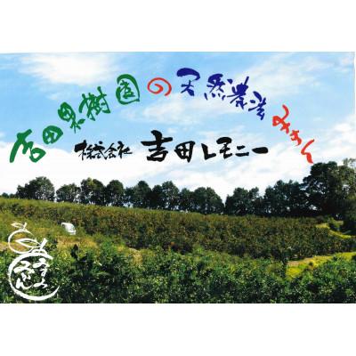 ふるさと納税 宇城市 先行予約 レモン 食べるレモンスイートレモネード 3kg |  | 02