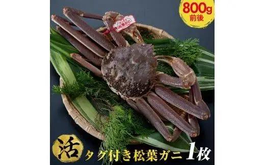 【活】タグ付き 松葉ガニ 大1枚（800g前後） | 松葉 カニ 訳あり活 特大 美味しさに 訳あり 不揃い でないたっぷり【着日指定不可】※2026年11月上旬～2027年3月下旬頃に順次発送予定