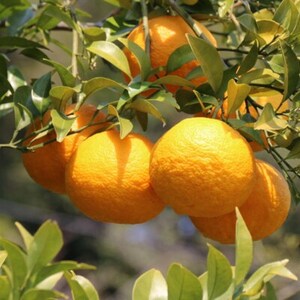 【先行受付】【産直】和歌山由良町産の木成り熟成八朔 約10kg(L～4Lサイズをお届け)(日高町)【1228287】
