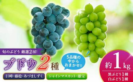 先行予約【2026年8月下旬から2026年9月上旬頃発送】ブドウ 2房 約1kg (1箱)