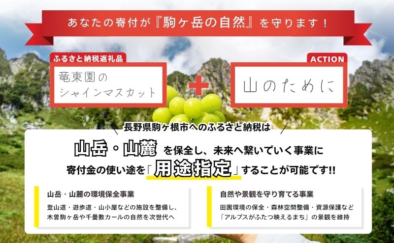 シャインマスカット 約 1.4kg ２～4房 長野 ぶどう 種なし 皮ごと 産地直送 フルーツ 果物 デザート おやつ マスカット ブドウ 葡萄 秋 旬 旬の果物 旬のフルーツ 信州 信州産 長野県 