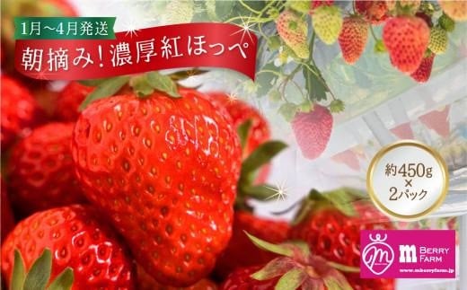 
            【数量限定／先行予約／1月〜4月発送】 朝摘み! 濃厚 紅ほっぺ 約450g×2パック（合計約900g～1kg）| いちご 産地直送 農家直送 苺 イチゴ 果物 フルーツ 新鮮 春 旬 国産 飛騨高山 m BerryFarm KL001
          