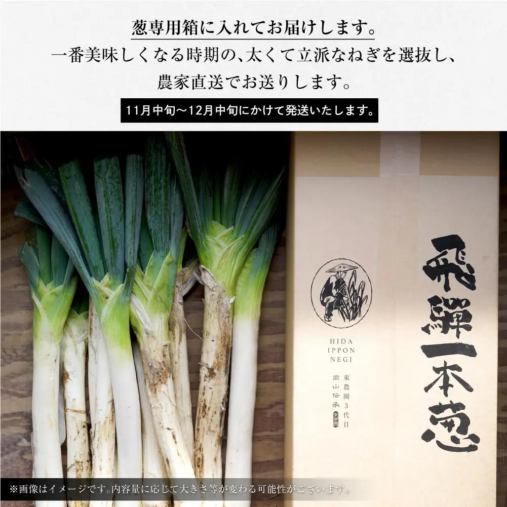 【期間限定】飛騨一本葱 プレミアム5キロ（15本‐20本） 葱 ねぎ JY005