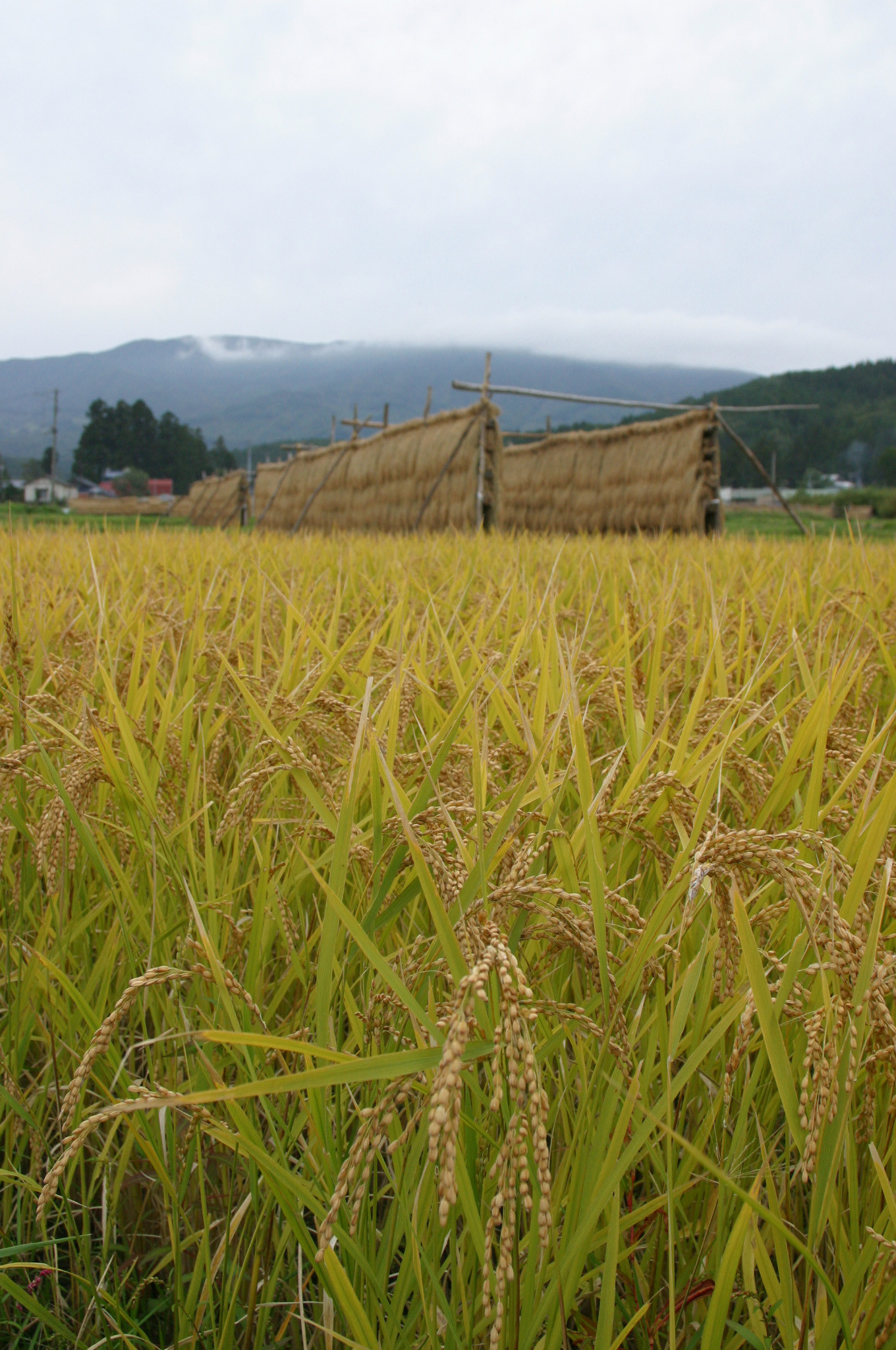 水分が多く、もちもちとした食感と粘り気の強さが特徴です