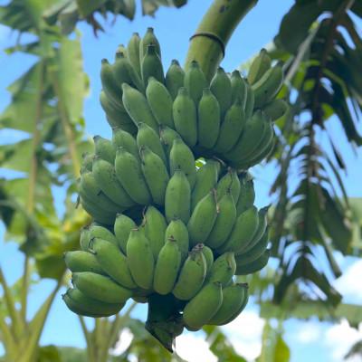 ふるさと納税 宜野座村 【2026年6月から順次発送】有機JAS認証を取得したアップルバナナ 2kg(14〜16本) |  | 02