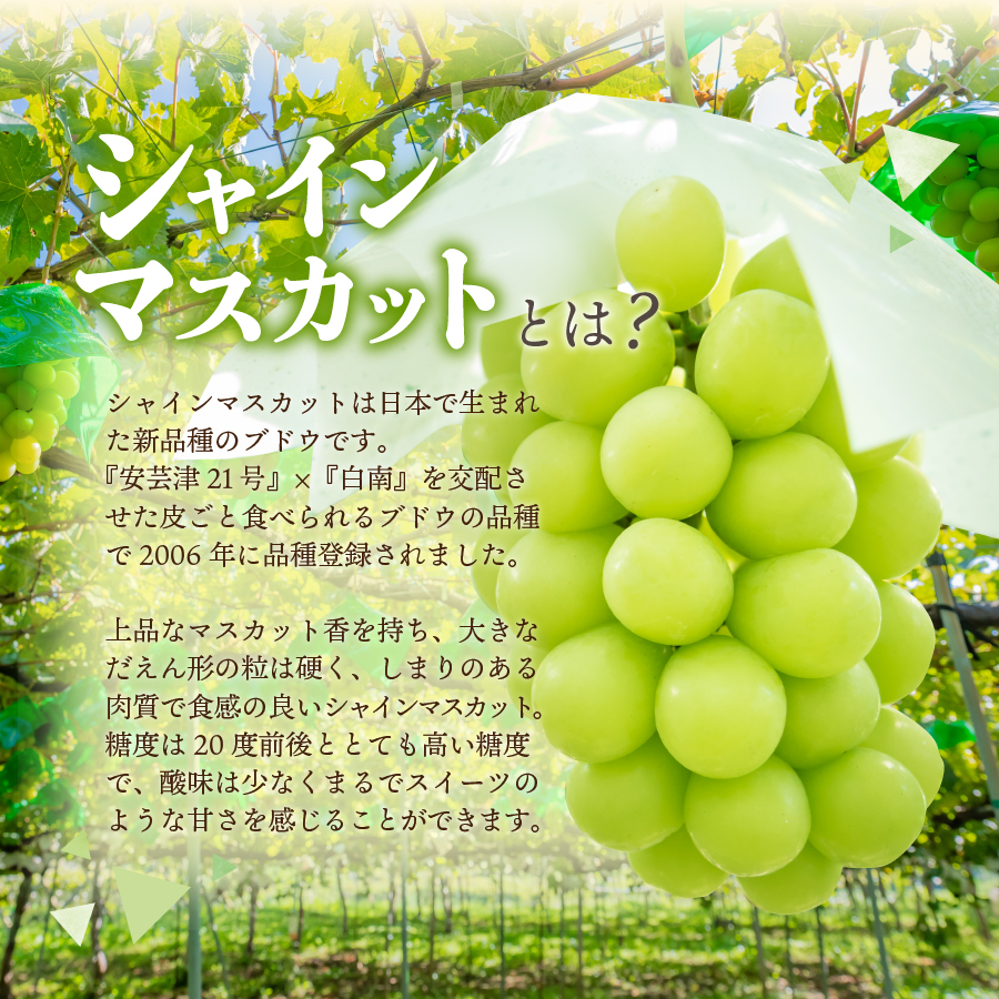 【2026年発送 先行予約】山梨県産シャインマスカット3kg