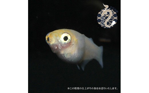 ポニョ