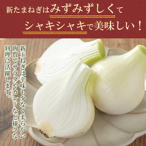 【P69001】＜先行予約受付中！2026年4月上旬以降準備ができ次第順次発送＞畑から台所へ直行便！學山堂の新玉ねぎ(計3kg・12～15個) 新たまねぎ 玉ねぎ 土付き 新鮮 国産 鹿児島県産 産地