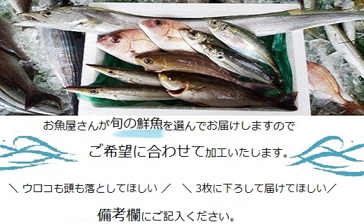 【E09001】【6回定期便】魚屋さんの選んだ新鮮お魚詰め合わせ（約6~8人分）