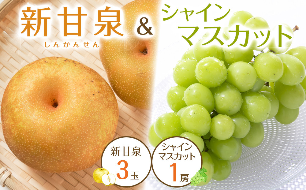 537.【先行予約】新甘泉3玉とシャインマスカット1房｜梨 なし 新甘泉 しんかんせん 産地直送 ぶどう シャインマスカット セット 鳥取県※8月下旬～9月中旬頃に順次発送予定
