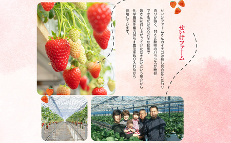 平群の古都華 いちご 食べ比べ （Mサイズ Lサイズ 2Lサイズ 各1パック+1パック）計4パック せいけファーム