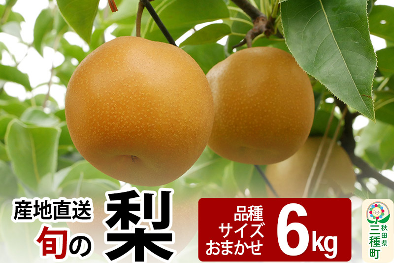 
            《先行受付》今が旬！ 梨 6kg 【品種、サイズおまかせ】 産地直送 和梨
          