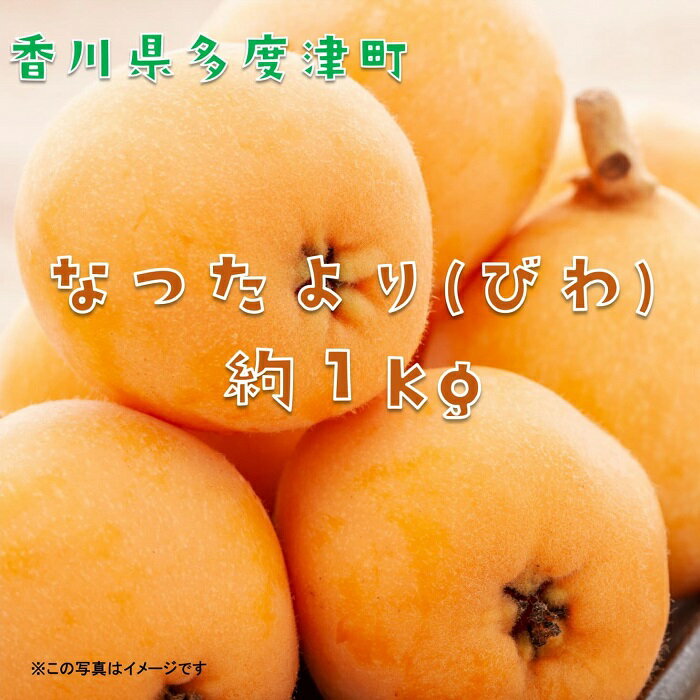 【ふるさと納税】なつたより（びわ）約1kg（常温）【予約受付中！令和7年6月上旬より発送！】〔提供：株式会社ことひら街道〕しあわせ製麺 初夏 風物詩 フルーツ くだもの 琵琶 枇杷 香川県 多度津町 旬 新鮮 ふるーつ 果物