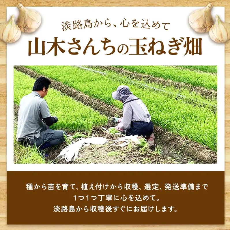 新玉ねぎ 淡路島産 5kg 山木さんち 甘い 新玉ねぎ